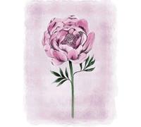 Laura Ashley Peony Floral Print In A Black Frame - A2