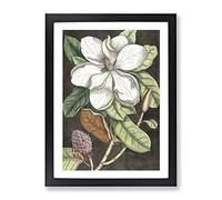 Laurel Magnolia Tree By Mark Catesby Vintage Framed Print | A3 Black Framed Wall Art | Ready to Hang | Classic Floral Picture | Living Room Bedroom Lounge Office