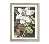 Laurel Magnolia Tree By Mark Catesby Vintage Framed Print | A3 Oak Framed Wall Art | Ready to Hang | Classic Floral Picture | Living Room Bedroom Lounge Office