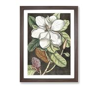 Laurel Magnolia Tree By Mark Catesby Vintage Framed Print | A3 Walnut Framed Wall Art | Ready to Hang | Classic Floral Picture | Living Room Bedroom Lounge Office