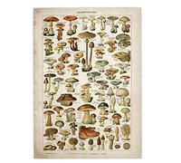 LAVALINK Art Vintage Poster Flower Floral Botanical Collections Garden Mushroom and Plants Identification Reference Chart Diagram Home Wall Decor