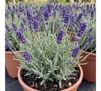 Lavandula Angustifolia 'hidcote' English Lavender Plant, Fragrant Hardy Evergreen Shrub, Garden Ready 5L Pot