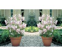 Lavatera Barnsley Baby: Three Plants
