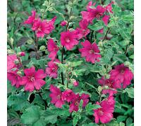 Lavatera clementii Burgundy Wine (9cm)