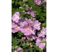 Lavatera 'Marshmallow Strawberry Cream' 9cm