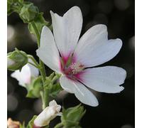 Lavatera Mary Hope Tree Mallow - Compact Semi-Evergreen Shrub in Pot, White Flowers with Red Eyes (Pest Free) 9CM_LAVMHO_#1_GD