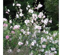 Lavatera x clementii 'Barnsley' White Tree Mallow Hardy Shrub | 9cm Pot