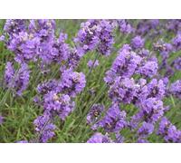 Lavender 30ml Dosage Flower Essence Prepared from FES Stock essences