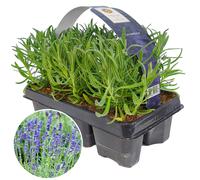 Lavender Angustifolia Fragrant Garden Plants For Borders Pots Container (6 Pack)