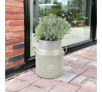 Lavender Augustifolia in Milk Churn Planter - Beautiful Aromatic Plants