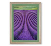 Lavender Fields at Peace Botanical Framed Wall Art Print A2 (59.4×42cm) Oak, Wall Decor for Living Room, Bedroom, Office & Home, Ready to Hang, Art Gift