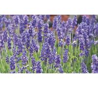 Thompson & Morgan Lavender Lavandula Angustifolia Hidcote 24 Plug Plants