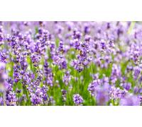 Lavender Munstead - 3 or 5 Potted Plants: Three