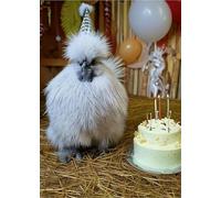 LAVENDER SILKIE BANTAM CHICKEN BIRTHDAY CARD WITH A SILKIE CHUCK IN A PARTY HAT WITH A LARGE CAKE AND HAPPY BIRTHDAY TEXT - LARGE A5 GREETINGS CARD WITH GOLD ENVELOPE, DIAMANTE AND INSERT