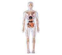 Lawnrden Human Anatomy and Physiology, Human Body Model for Kids Detachable Visualized 3D Anatomy Model Enlightenment Science Toys Cultivates Explore Curiosity Hands-On Skills, Fully Transparent