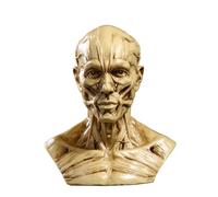 Lawnrden Portable Human Model, Anatomy Head Model Resin Human Skull Head Bone Muscle Anatomy Models for School Medical Teaching and Artist Drawing