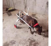 LCUVIMPEX Lightweight Dog Wheelchair Adjustable 4-Wheel Lightweight Aluminum Dog Wheelchair For Small/Large Dogs Multiple Sizes(2 Wheels,XL)