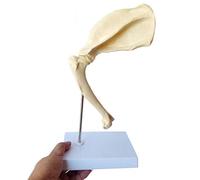 Le Chien Articulation de l'épaule Modèle de Squelette - Animal commun Modèle Anatomique - Scapula d'os canin Modèle de Squelette pour l'aide médicale