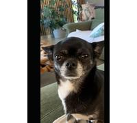 Le chihuahua 2025 .Petit chien, grande personnalité: Le guide bienveillant et complet pour vivre avec un mini compagnon au grand cœur (Les guides canins 2025 - Collection Henry Cilia)