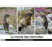 Le monde des marmottes en Haute Maurienne (Calendrier mural 2022 DIN A4 horizontal): La vie trépidente de marmottes qui doivent faire le maximum de ... sécurité. (Calendrier mensuel, 14 Pages )