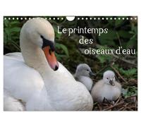 Le printemps des oiseaux d'eau (Calendrier mural 2027 DIN A4 vertical), CALVENDO calendrier mensuel: Le printemps marque la naissance des oiseaux d'eau