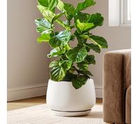 LE TAUCI Ceramic Plant Pots, 30 cm Plant Pot Indoor with Drainage Holes and Saucers, Stylish and Durable Planter, Ceramic Pots for Plants, Gift for Mom, White