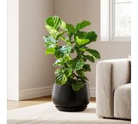 LE TAUCI Ceramic Plant Pots, 30 cm Plant Pot Indoor with Drainage Holes and Saucers, Stylish and Durable Planter, Ceramic Pots for Plants, Gift for Mom, Reactive Glaze Black