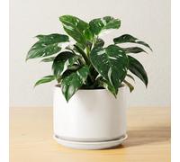 LE TAUCI Ceramic Pots for Plants, 17 cm Plant Pot with Drainage Hole & Saucer, Modern Minimalist Planters for Indoor Plants, Round Flower Pot for Snake Plant, Monstera, Perfect for Home Decor, White