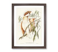 Leadbeater'S Cockatoos By Elizabeth Gould Vintage Framed Print | A2 Walnut Framed Wall Art | Ready to Hang | Classic Nature Picture | Living Room Bedroom Lounge Office