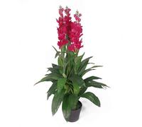 100cm Artificial Cymbidium Orchid Plant - Extra Large - Dark Pink Flowers Leaf Dark Pink One Size
