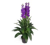 Leaf LEAF-7243 100cm Artificial Cymbidium Orchid Plant-Extra Large Black Plastic Pot Design UK, Purple