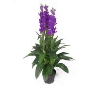 100cm Artificial Cymbidium Orchid Plant - Extra Large - Purple Flowers Leaf Purple One Size