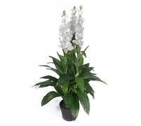 Leaf 100cm Artificial Cymbidium Orchid Plant - Extra Large - White Flowers - 100cm - 100cm - White Flowers