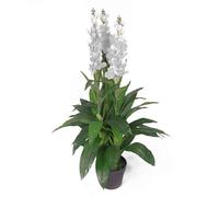 100cm Artificial Cymbidium Orchid Plant - Extra Large - White Flowers Leaf White One Size