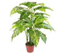 Leaf 100cm Large Fox's Aglaonema (Spotted Evergreen) Tree Artificial Plant, Mixed Materials, Green