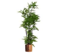 Leaf 150Cm Artificial Natural Extra Large Fern Foliage Plant With Copper Metal Plater