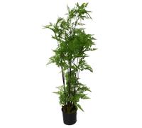 Artificial Moss Base Fern Foliage Plant Large - Green / 60cm