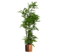 Leaf 150cm Artificial Natural Moss Base Fern Foliage Plant with Copper Metal Plater - 150cm - Copper/Green - 150cm