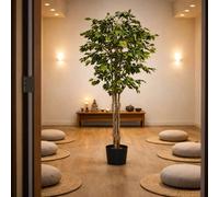Leaf 180cm Artificial Fire Retardant Deluxe Retusa Ficus Tree Premium in Green Leaf Green