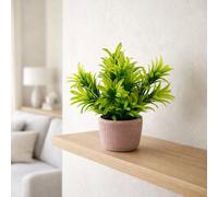Leaf 22Cm Foliage Honey Plant Light Green In Terracotta Pot