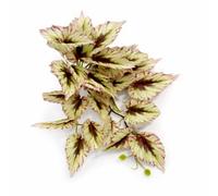 Leaf 30Cm Artificial Trailing Cream And Pink Caladium