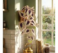 Leaf 30Cm Artificial Trailing Cream And Pink Caladium Premium