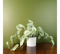 Leaf 30Cm Artificial Trailing Plant Realistic Variegated Potted Alocasia