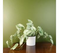 30cm Artificial Trailing Plant Realistic Variegated Potted Alocasia Leaf Green One Size