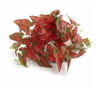 Leaf 30Cm Artificial Trailing Red Caladium