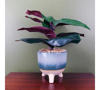 Leaf 35cm Artificial Ficus Plant Potted in Teal Blue Green Ceramic Planter - 35cm - Blue/Green - 35cm