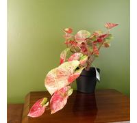 Leaf 35Cm Artificial Trailing Hanging Plant Realistic Pink Splash Caladium