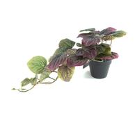 Leaf 35cm Artificial Trailing Purple Potted Pothos Plant - 35cm - Purple - 35cm