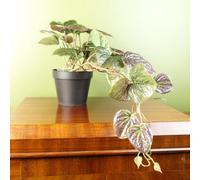 Leaf 35Cm Artificial Trailing Purple Potted Pothos Plant Realistic