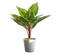 Leaf 38cm Potted Artificial Calathea Veitchiane - 38cm - 38cm - Green